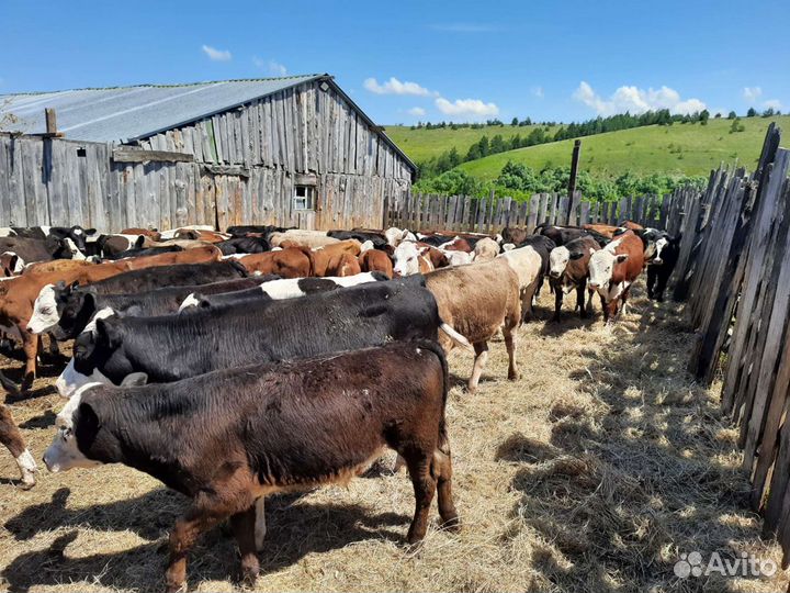 Быки на племя