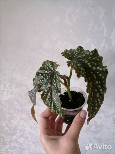 Комнатные цветы бегонии