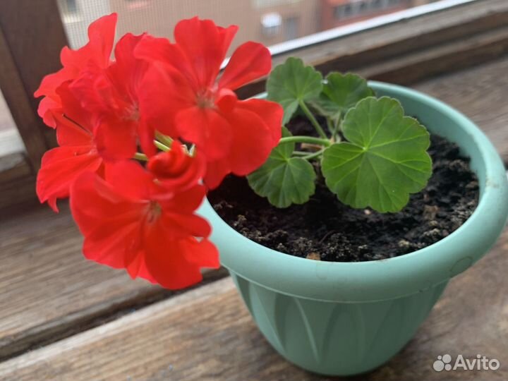 Пеларгония герань розобудная