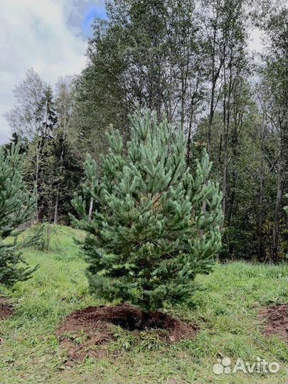 Ель 3.65 метра