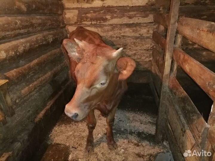 Айширская телка