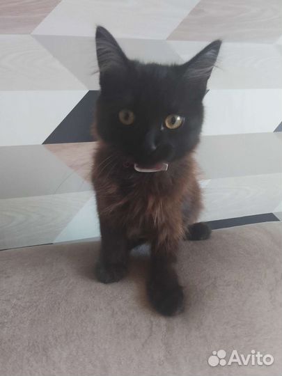 Котёнок