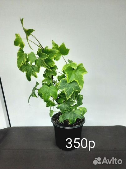 Комнатные растения