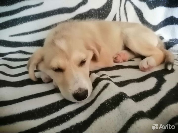 Собака в добрые руки