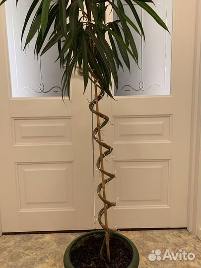 Продам фикус Али