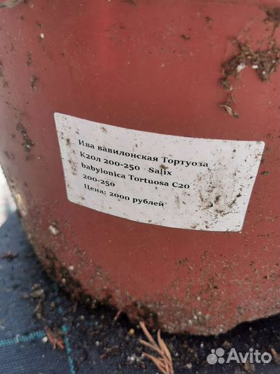 Ива тортулоза