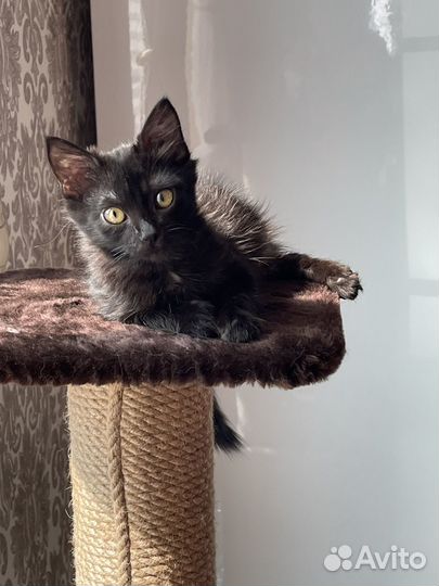 Котенок в добрые руки