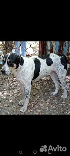 Щенки сао алабай