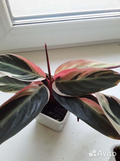 Строманта триколор