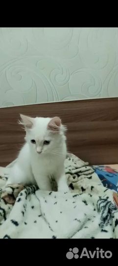 Кот домашний