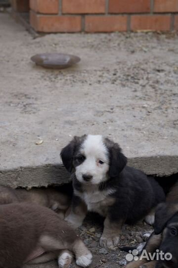 Щенок в добрые руки бесплатно