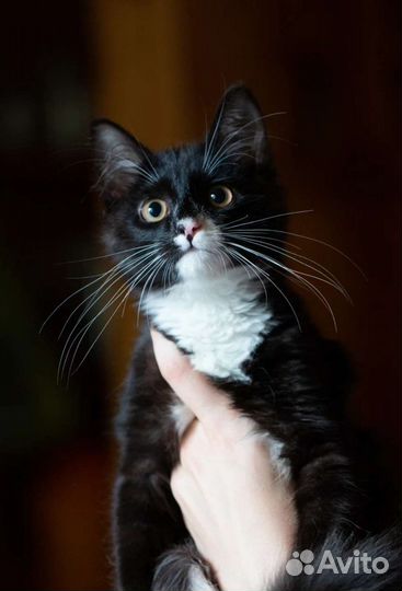 Пушистый комочек в добрые руки