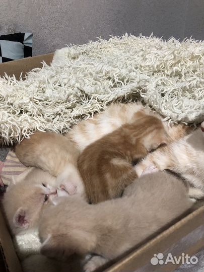 Котята в добрые руки