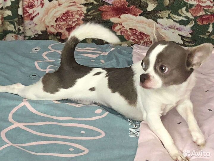 Вязка кобель чихуахуа