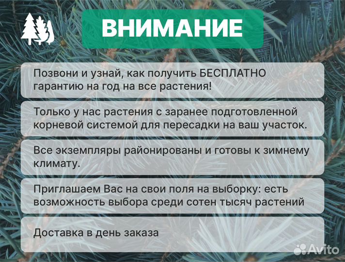 Туи колоновидные в ассортименте