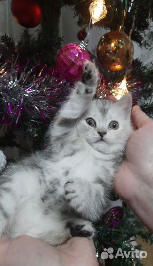 Шотландские-рождественские котята