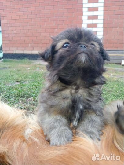 Щенки пекинеса