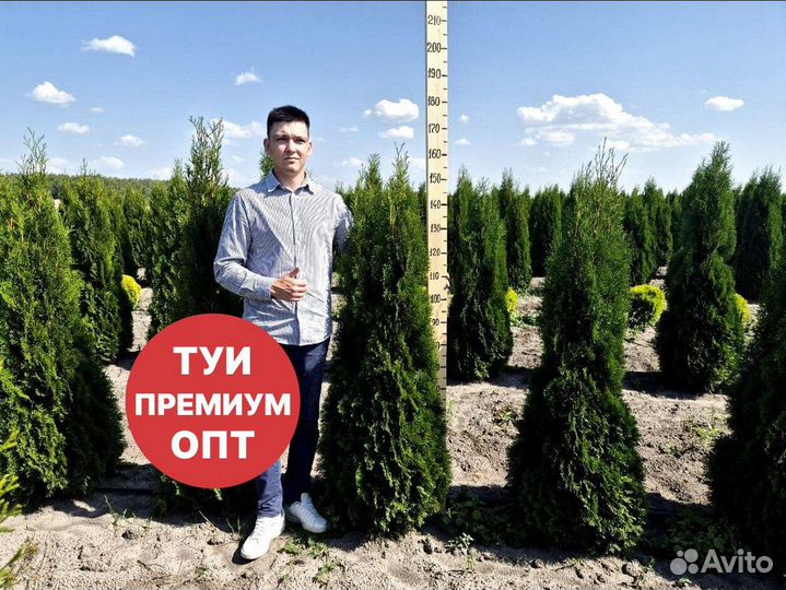 Туя смарагд рост 202 см /опт 150 шт