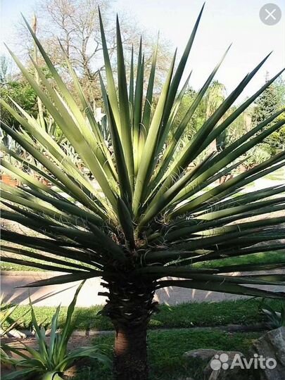 Пальма юкка