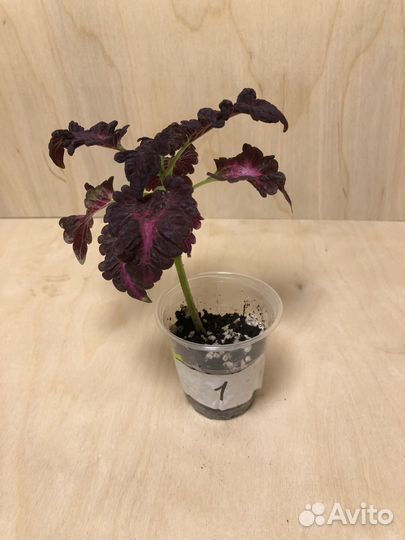 Колеус «Черный дракон»