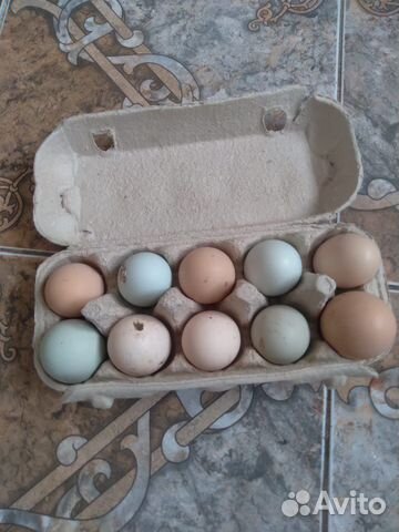 Инкубационное яйцо