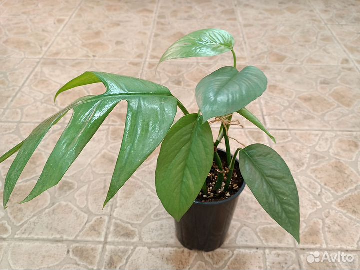 Эпипремнум микс