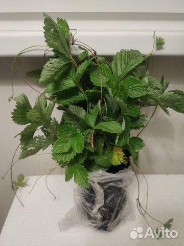 Земляника садовая, ремонтантная с усами