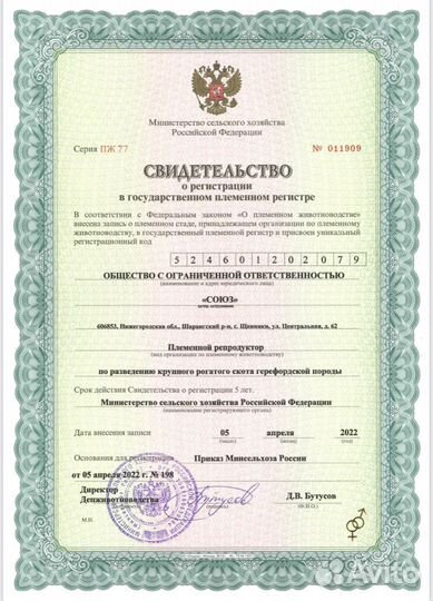 Телки Герефорд класса класса элита и элита-рекорд