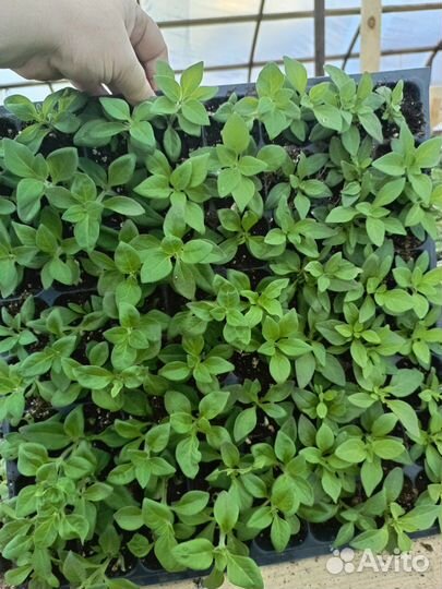 Петуния вегетативная ампельная