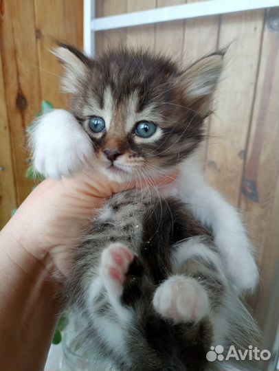 Котенок