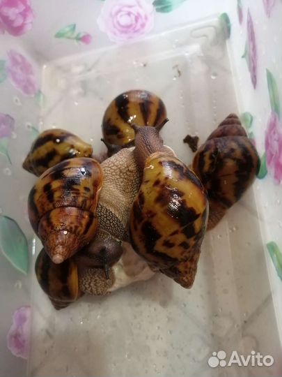 Ахатина Тигр малыши
