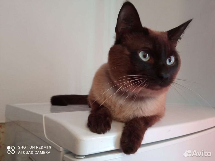 Кот бесплатно