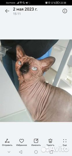 Канадский сфинкс кот