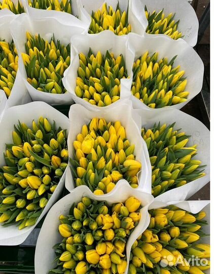 Тюльпаны оптом из своих теплиц