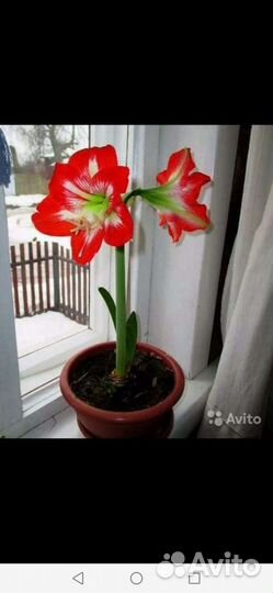 Гиппеаструм,амариллис луковицы