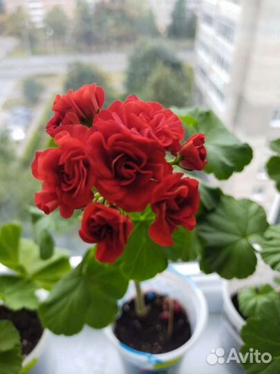 Пеларгония герань