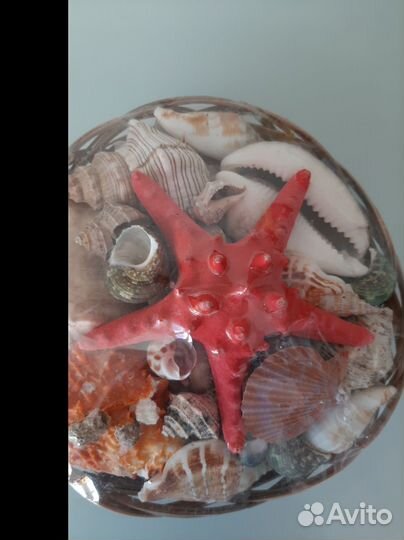 Набор морских ракушек