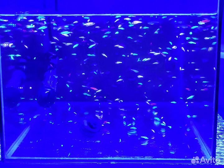 Аквариумные рыбки