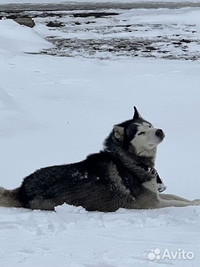 Собака в добрые руки Хаски