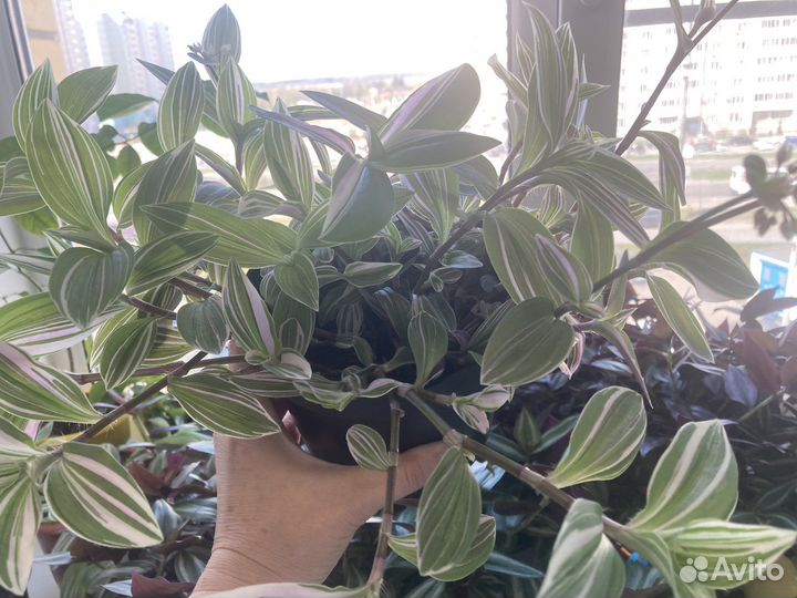 Традесканция