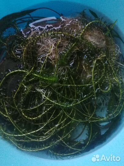 Аквариумные растения