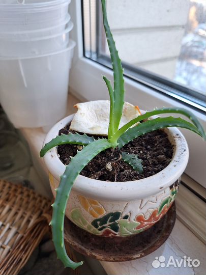 Алоэ столетник лечебный