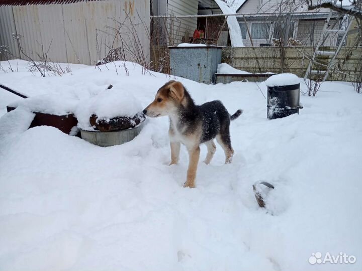 Собака в добрые руки щенок
