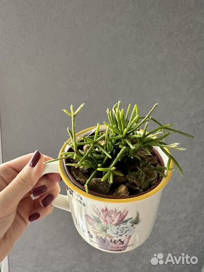 Флорариум в чашке, подарок мини-садик