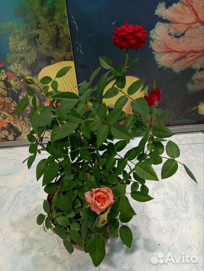 Комнатные растения