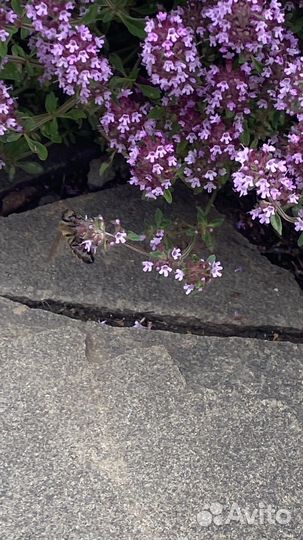 Чабрец тимьян