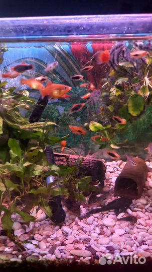 Аквариумные рыбки,и живой корм