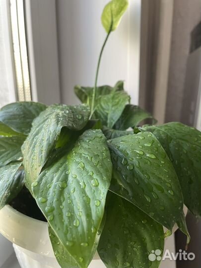 Спатифиллум