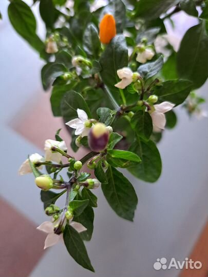 Перец, комнатный'