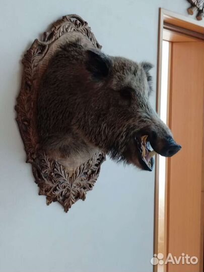 Чучело головы кабана